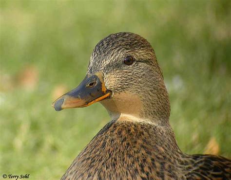 The Physical Appearance and Plumage of Bg Mallard Magoc
